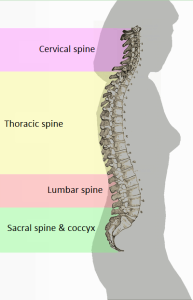 SPINAL CURVE