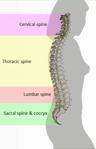 Neck & Back - Singapore Orthopaedic Clinic & Surgery